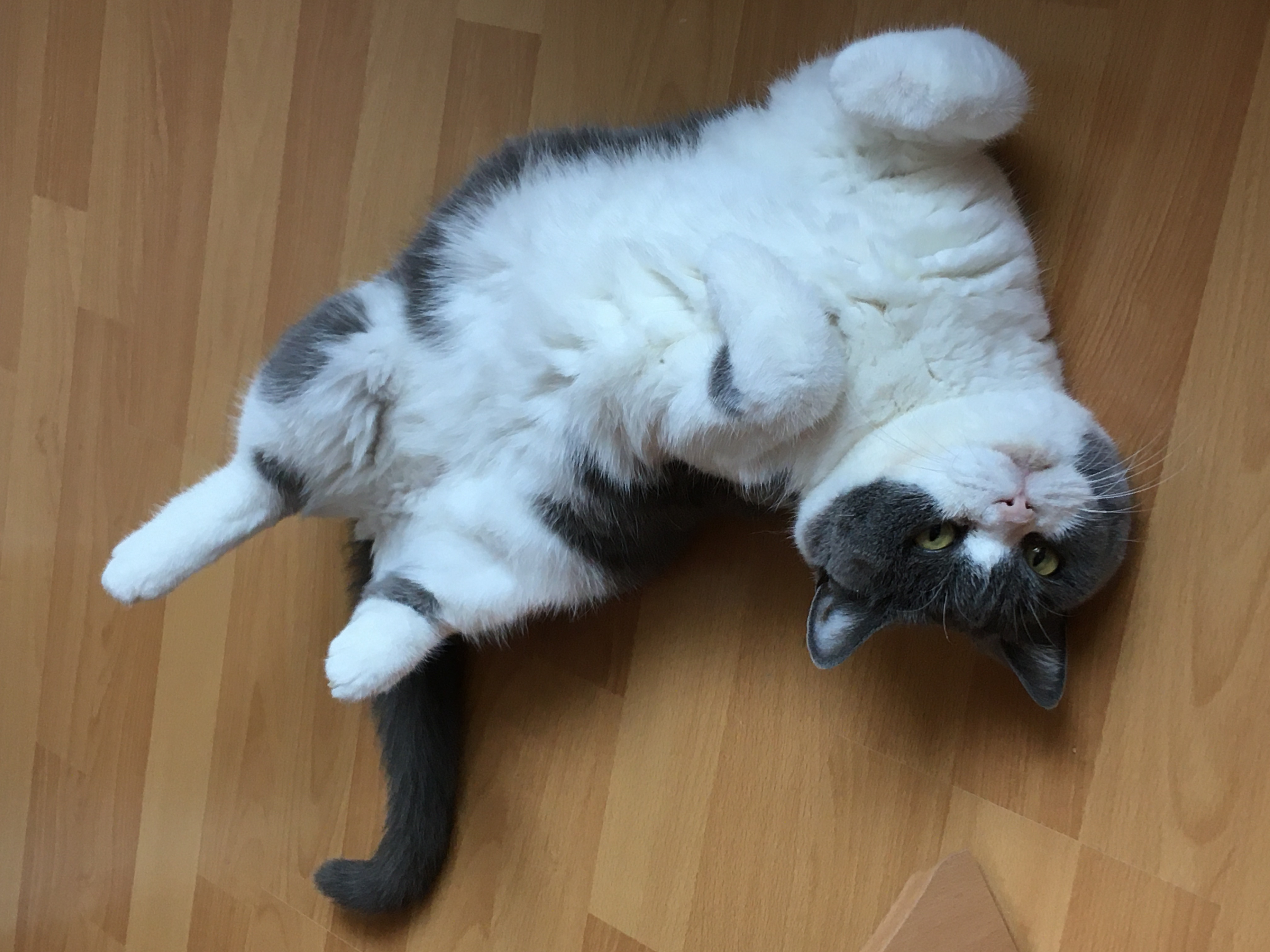 Kiki (5)